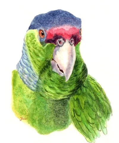 Polly The Beautiful Parrot